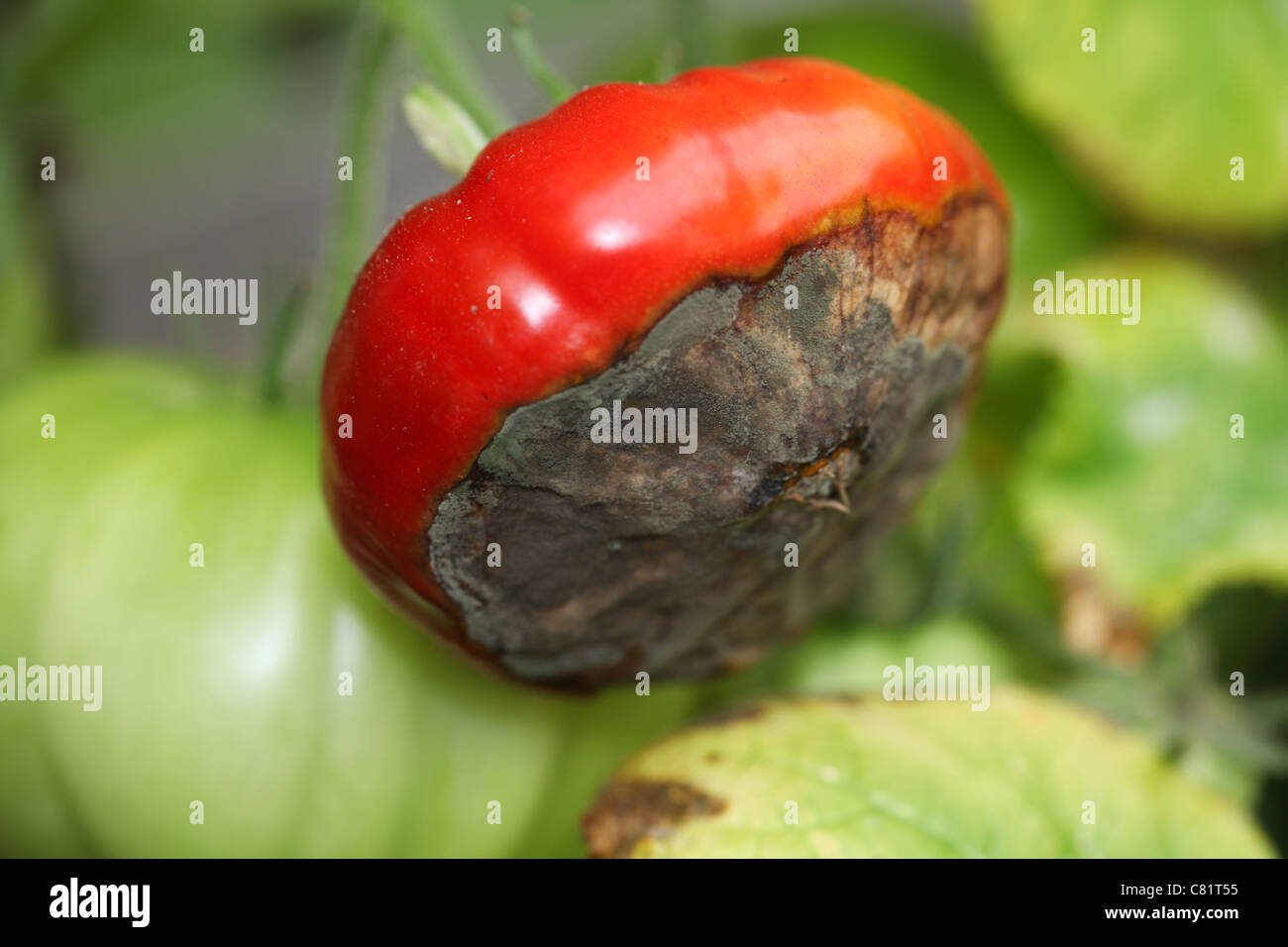 Blossom end rot on tomato plant caused by an imbalance of potash and calcium in the compost