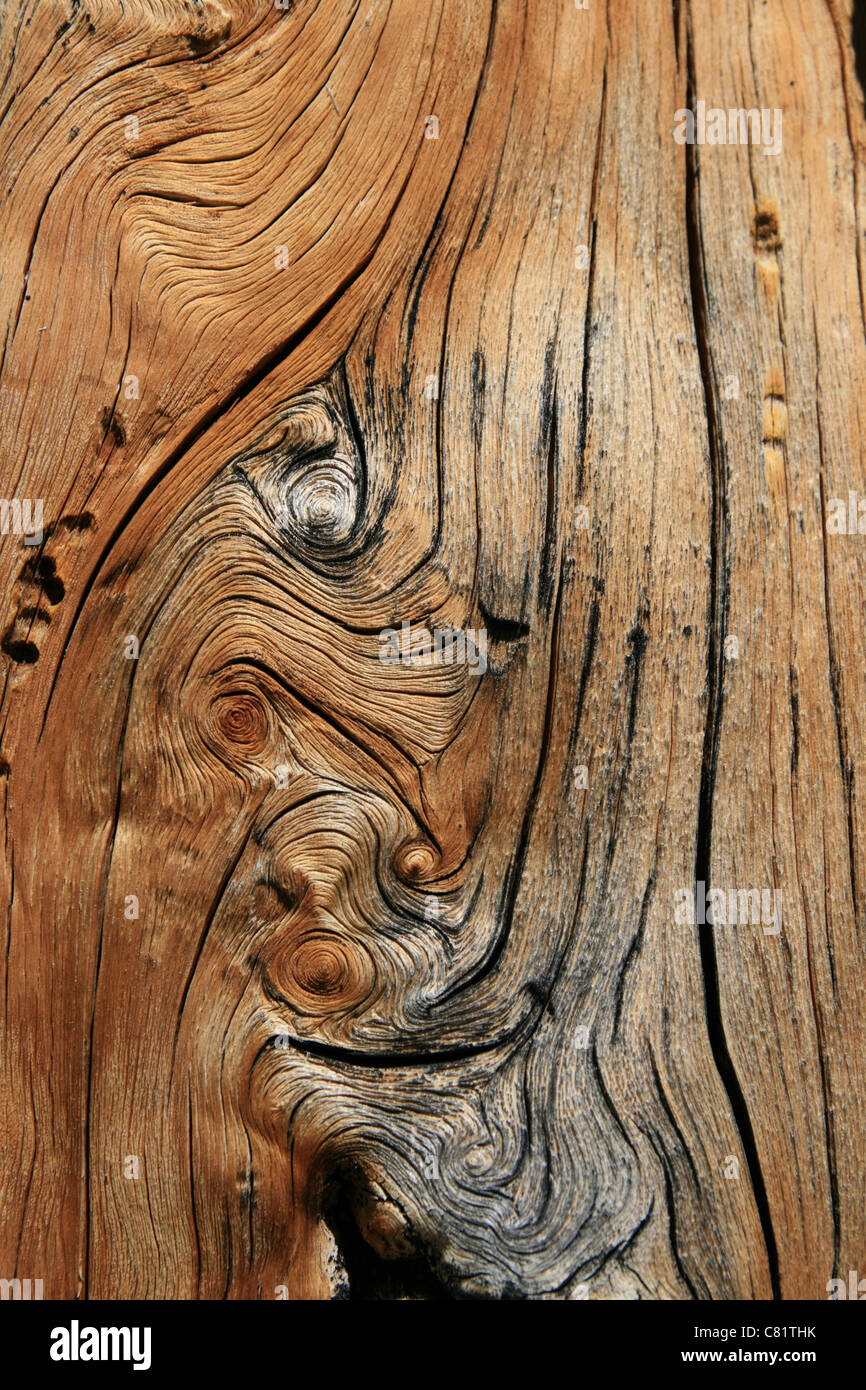 knotted splitting pine trunk background texture Stock Photo - Alamy