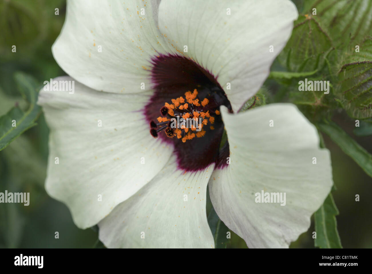 Hibiscus trionum  Flower-of-the-hour Stock Photo