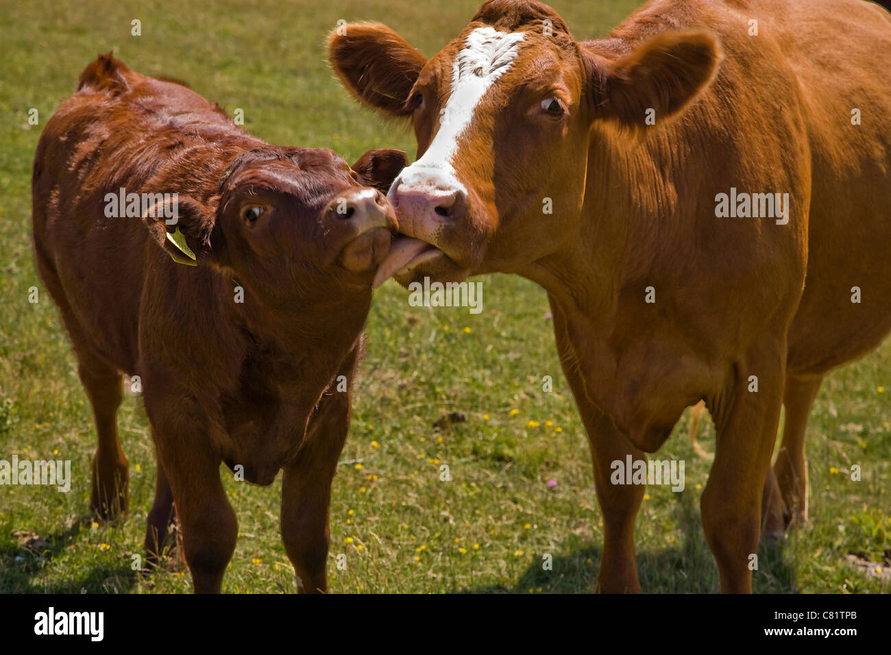 Lick Licking Hi Res Stock Photography And Images Alamy