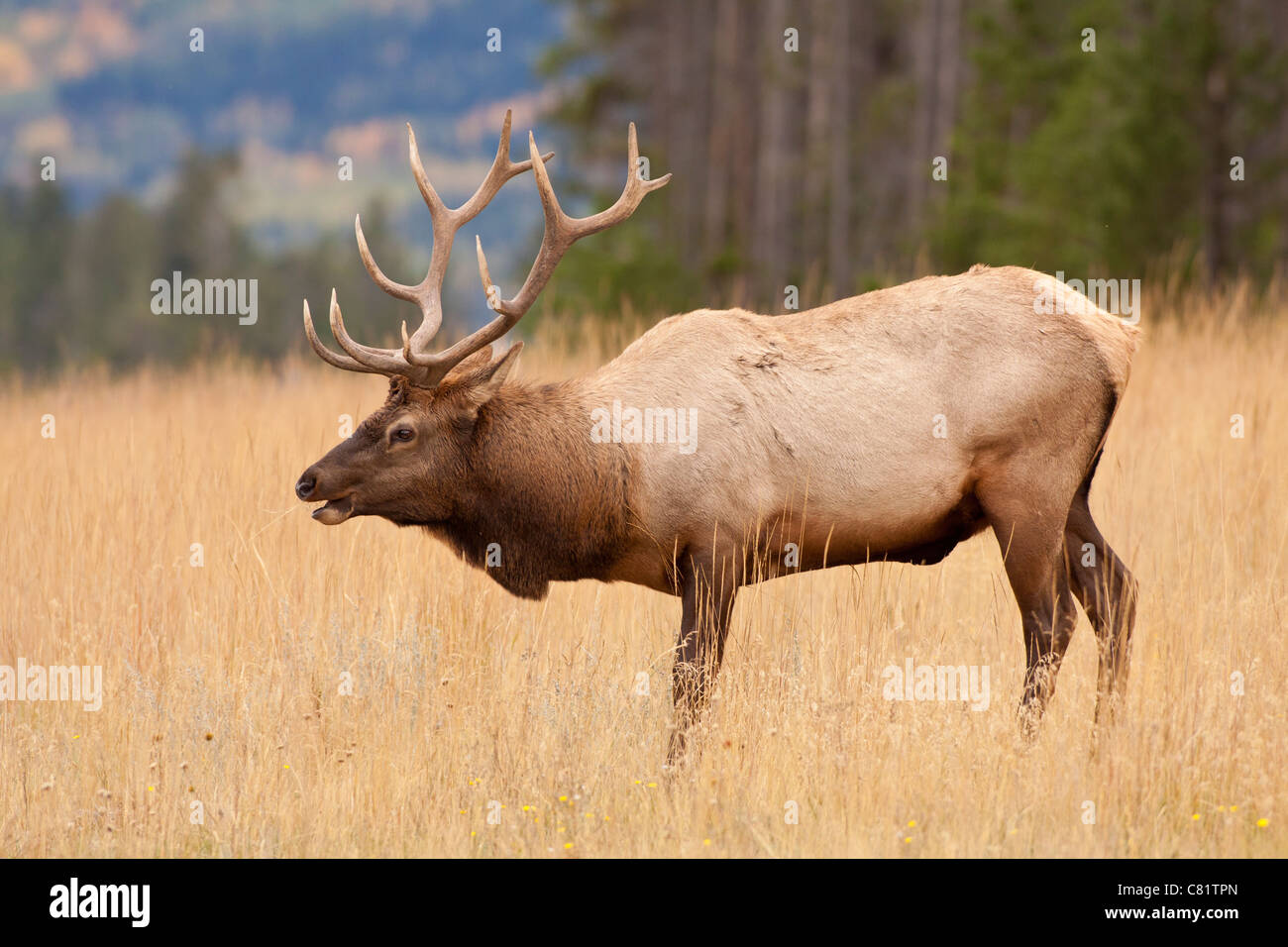 Large bull elk during annual autumn rutting season-Jasper National Park, Alberta, Canada. Stock Photo