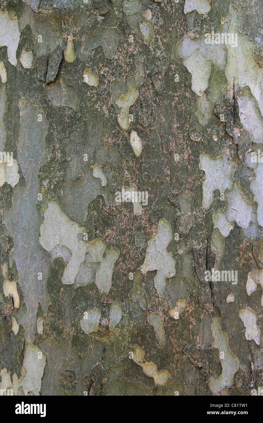 American sycamore (Platanus occidentalis) bark background texture Stock Photo