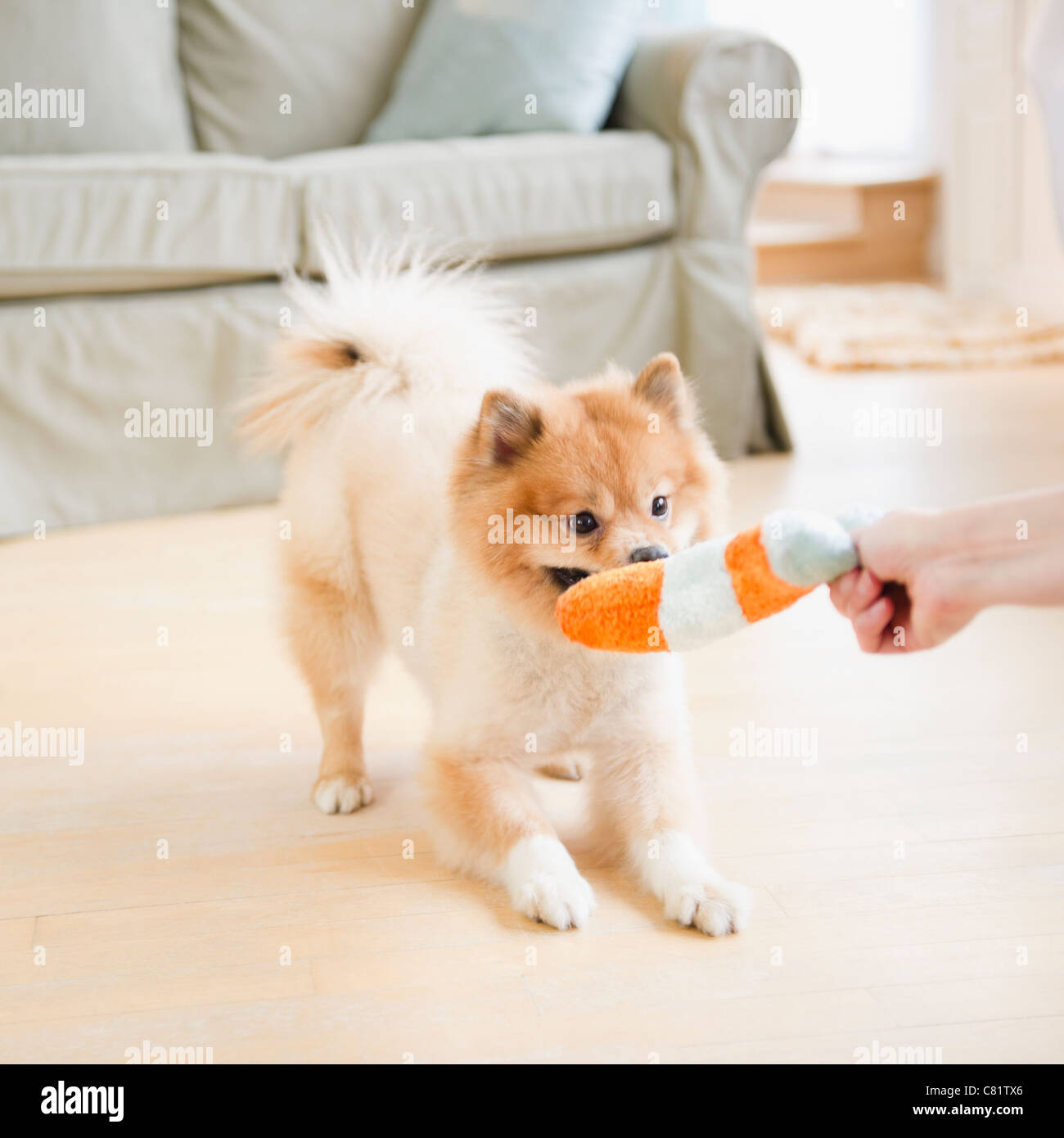Pomeranian dog playing with dog toy Stock Photo