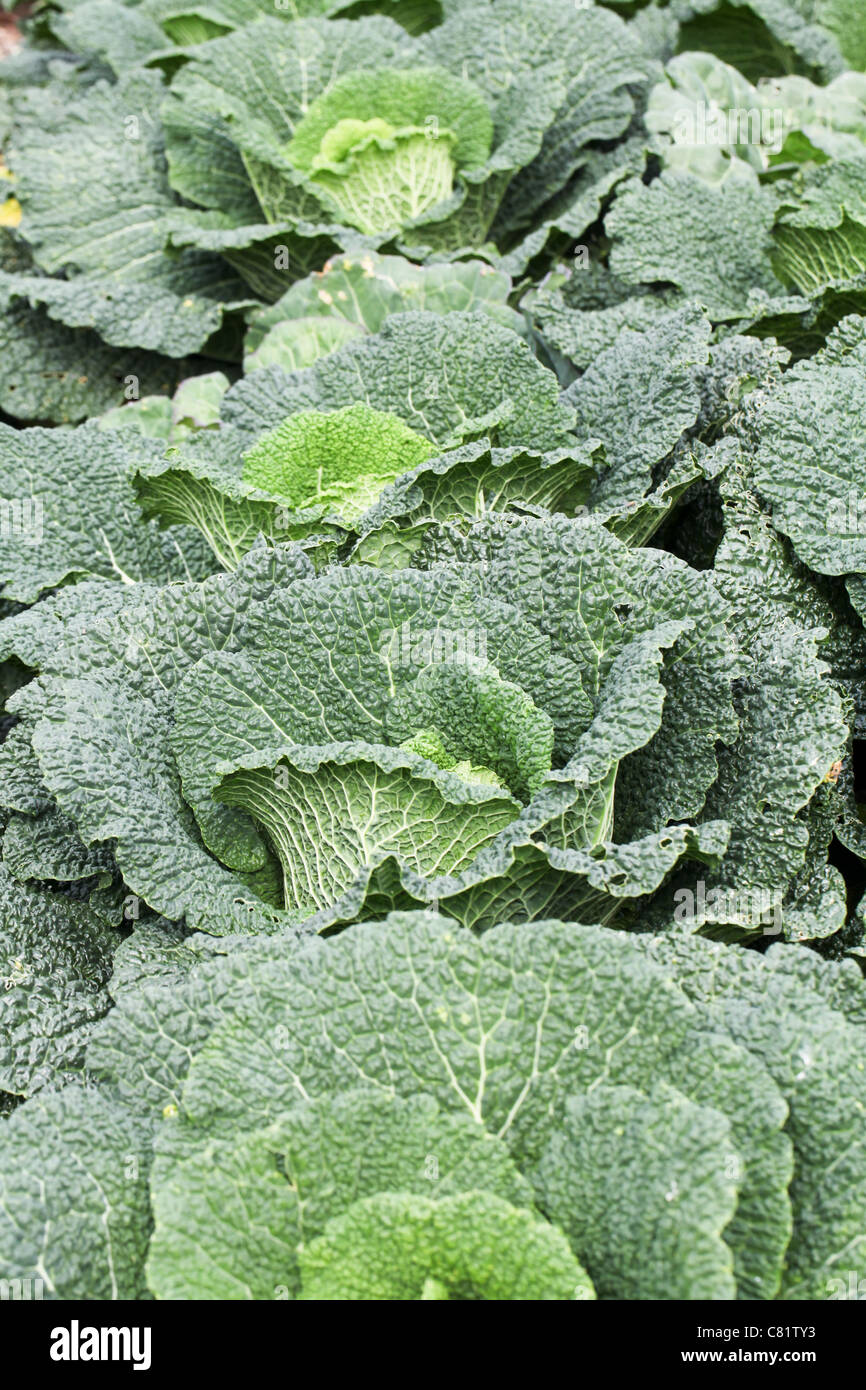 Savoy cabbages Stock Photo