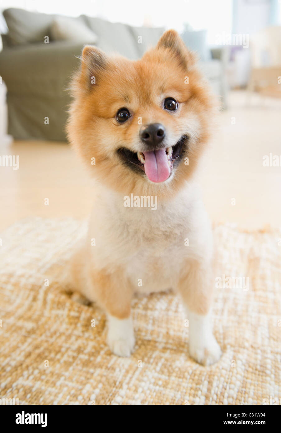 living with a pomeranian