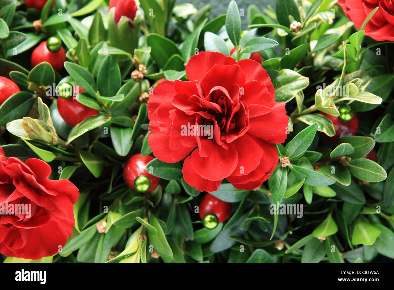 christmas red carnation, boxwood, and cranberry decoration detail Stock Photo