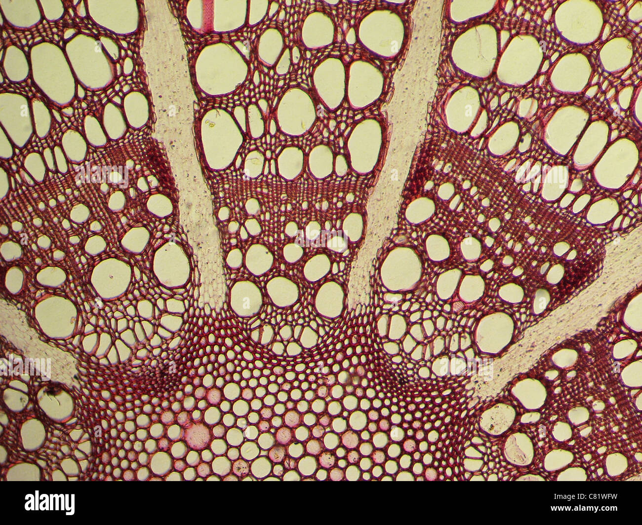 microphotograph of stained clematis stem cross section taken through a microscope Stock Photo