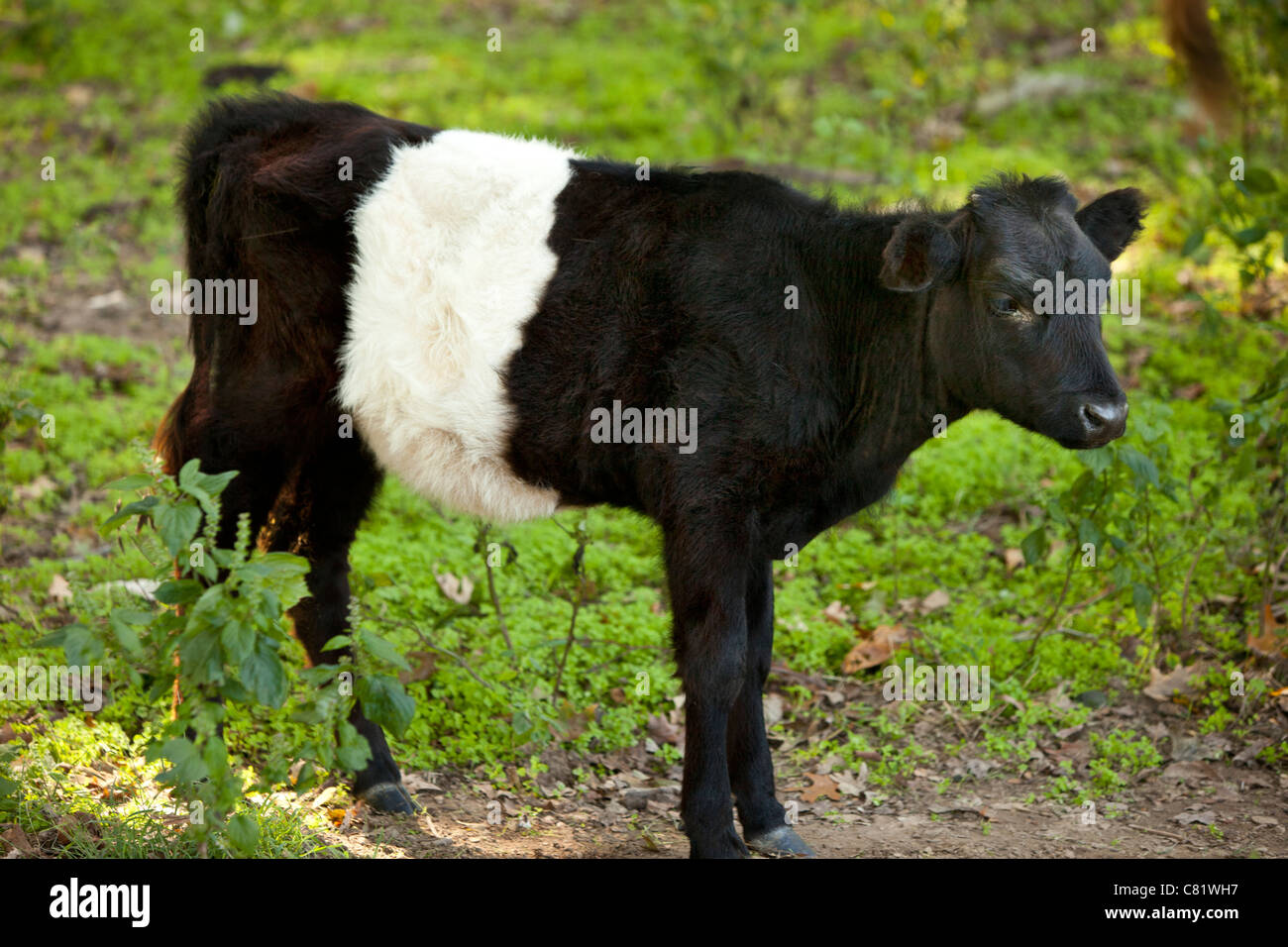 Belted Galloway calf on a farm near Franklin, Tennessee USA Stock Photo
