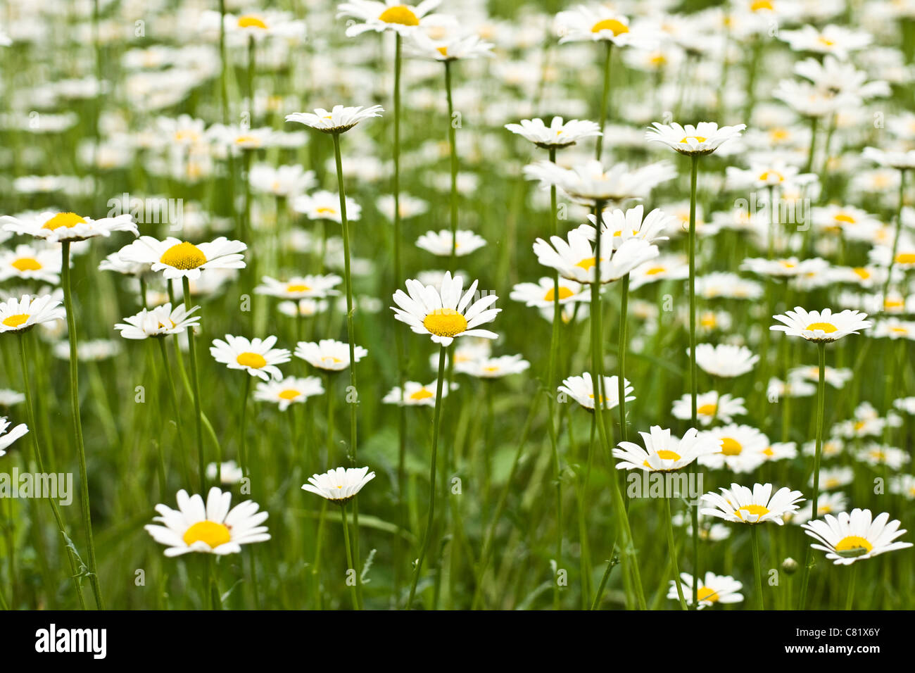 Beeline Stock Photos & Beeline Stock Images - Alamy