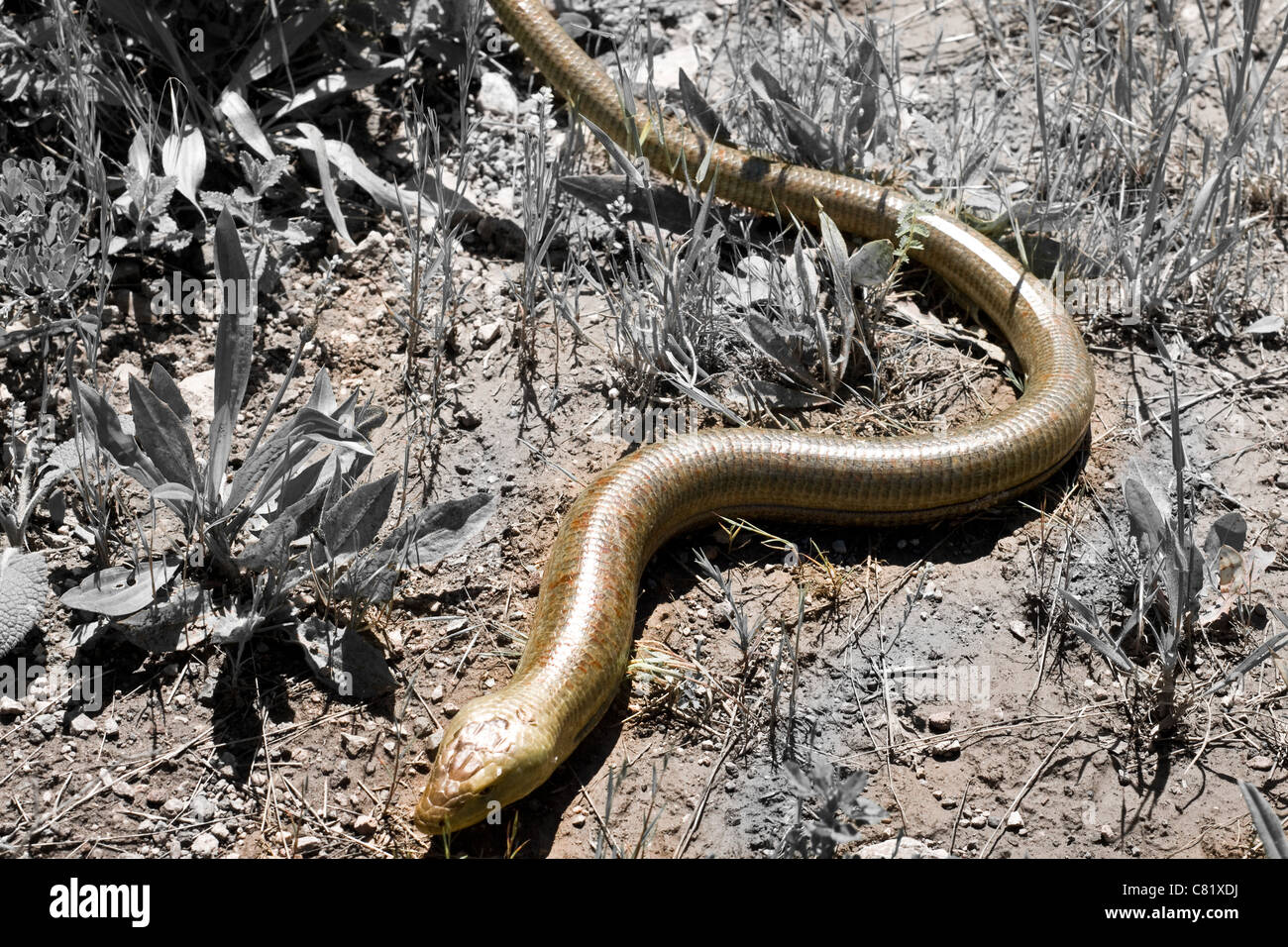 A snake cawing on the ground of the mountains Stock Photo
