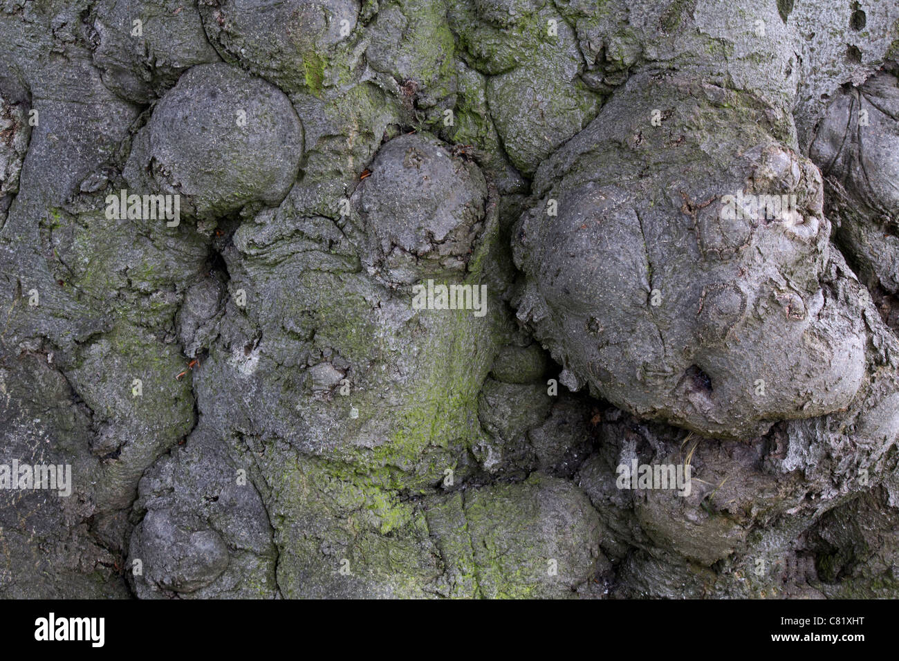 Tree Trunk; ancient; weathered; wood; tree; knobbly; patterns; abstract ...