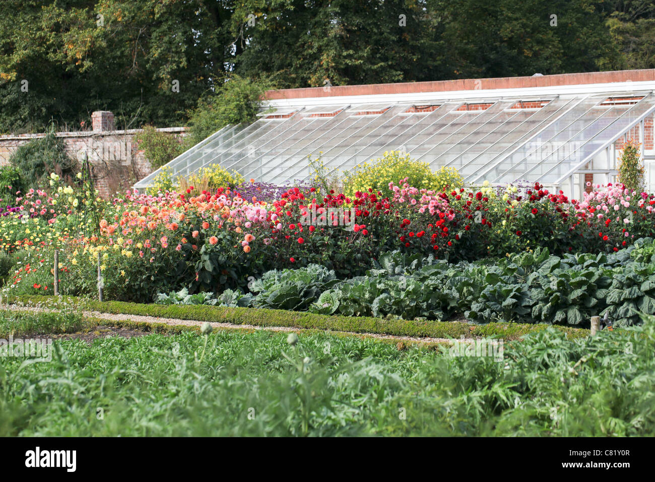 Show of dahlias Stock Photo