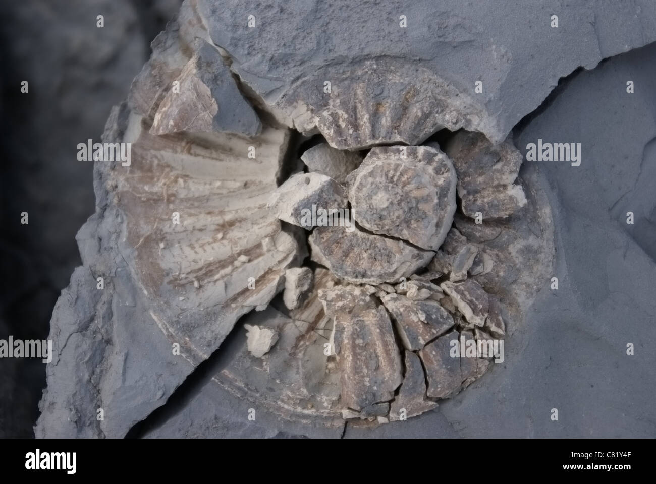 Jurassic coast fossil hires stock photography and images Alamy