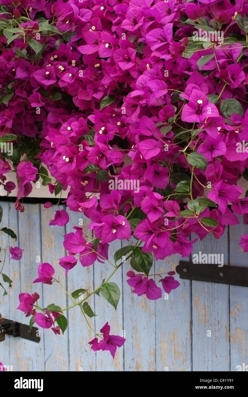 Purple Flowers Above Blue Door At The Eden Project Stock Photo