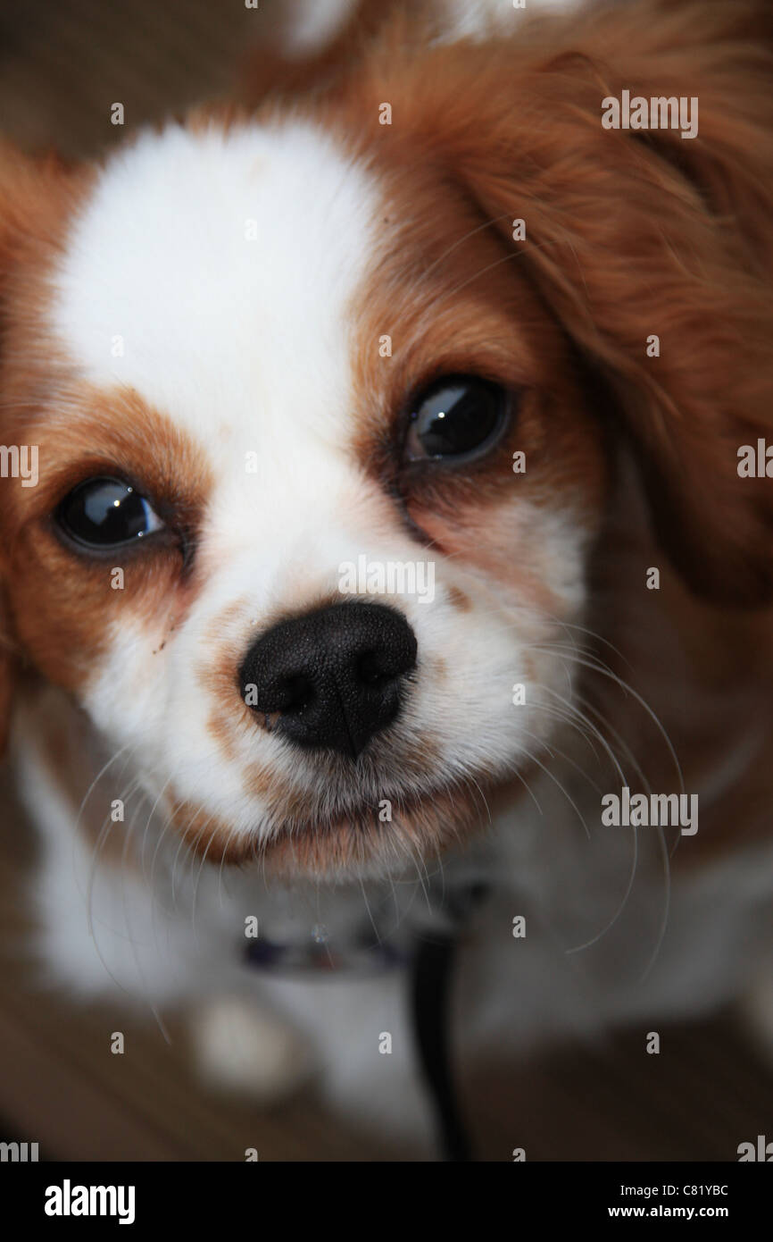 a picture of my cavalier king Charles spaniel brodie Stock Photo