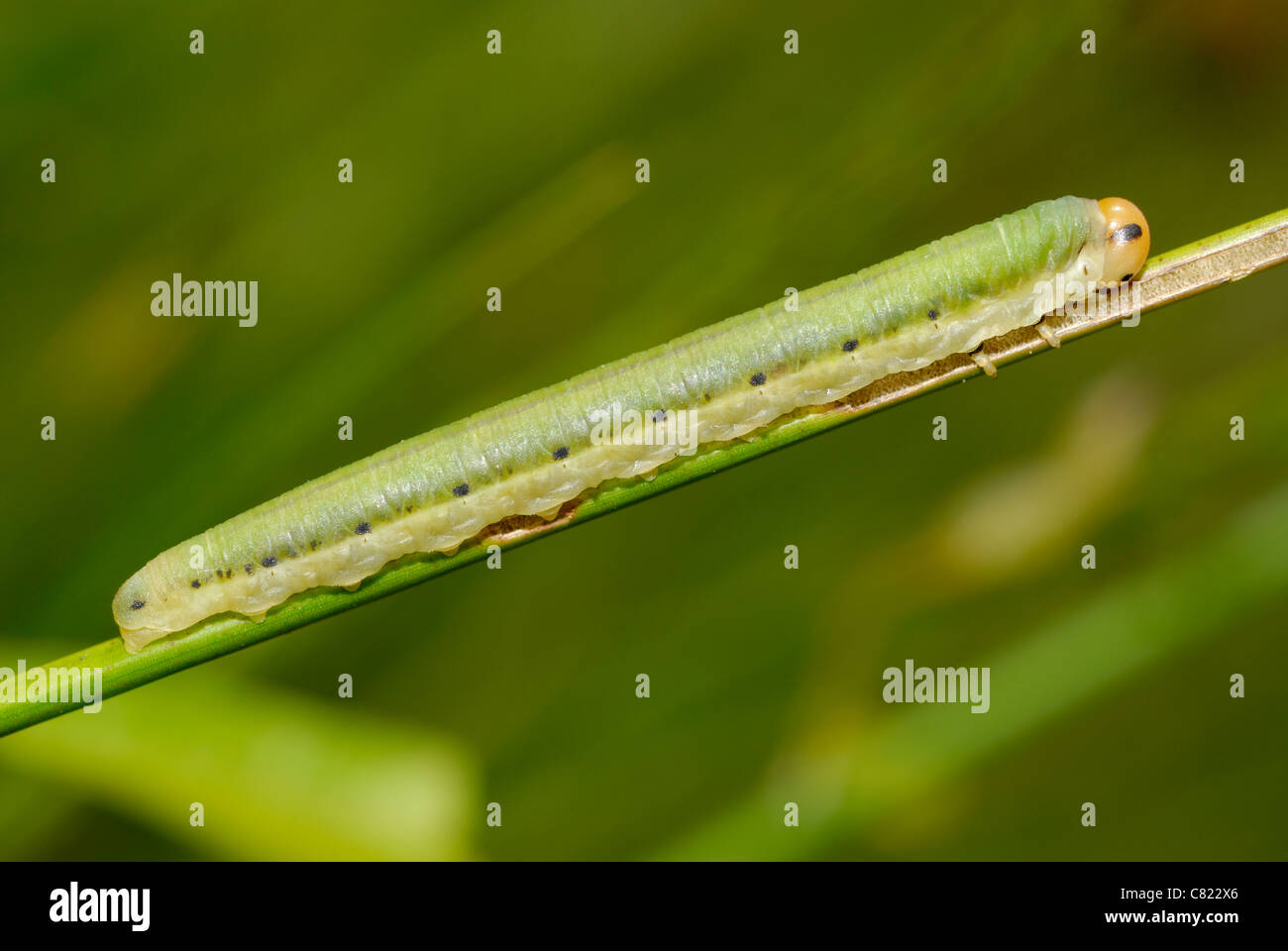 Sawfly larva (Dolerus ferrugatus) Stock Photo