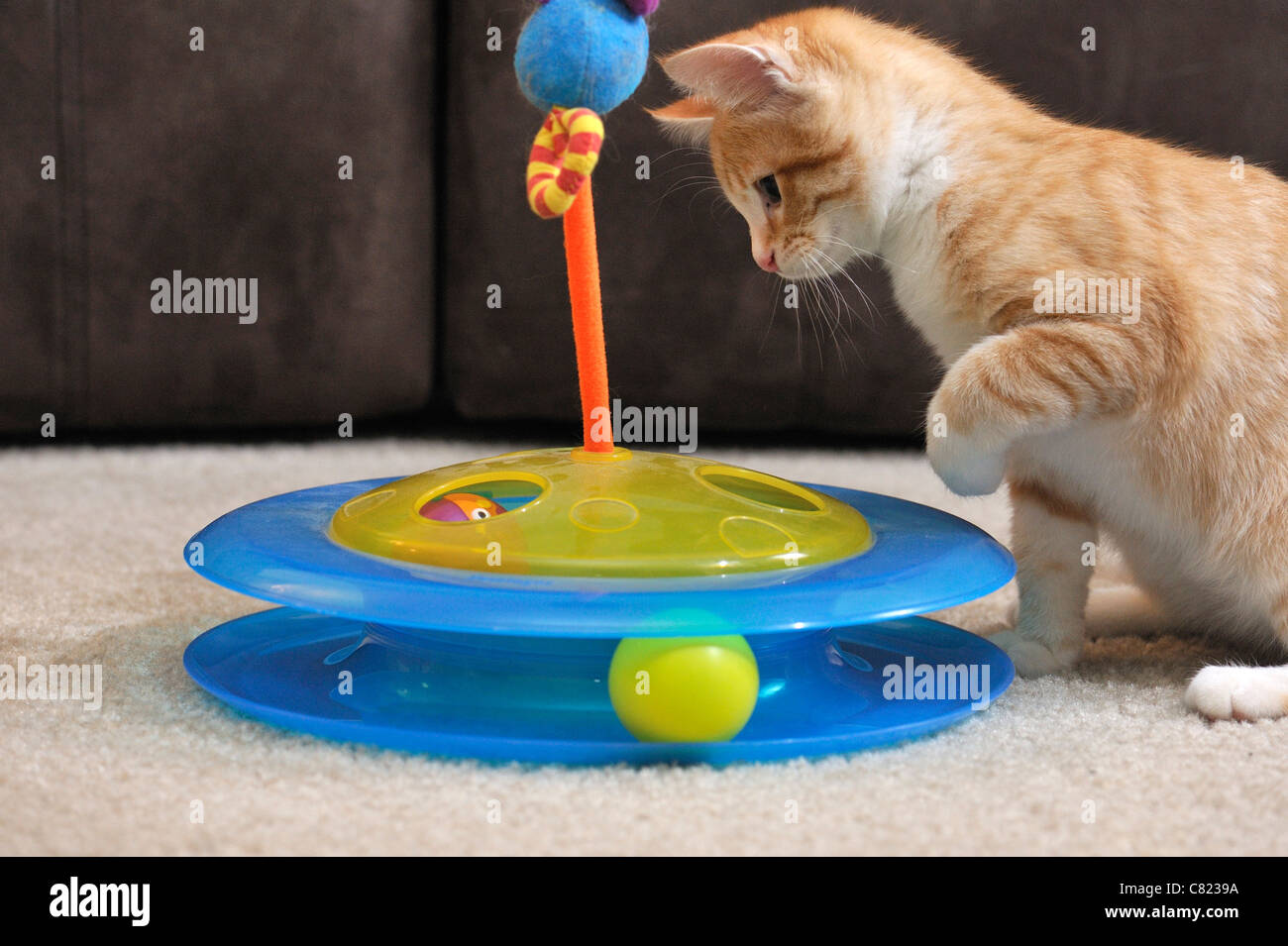 Cat and toy Stock Photo