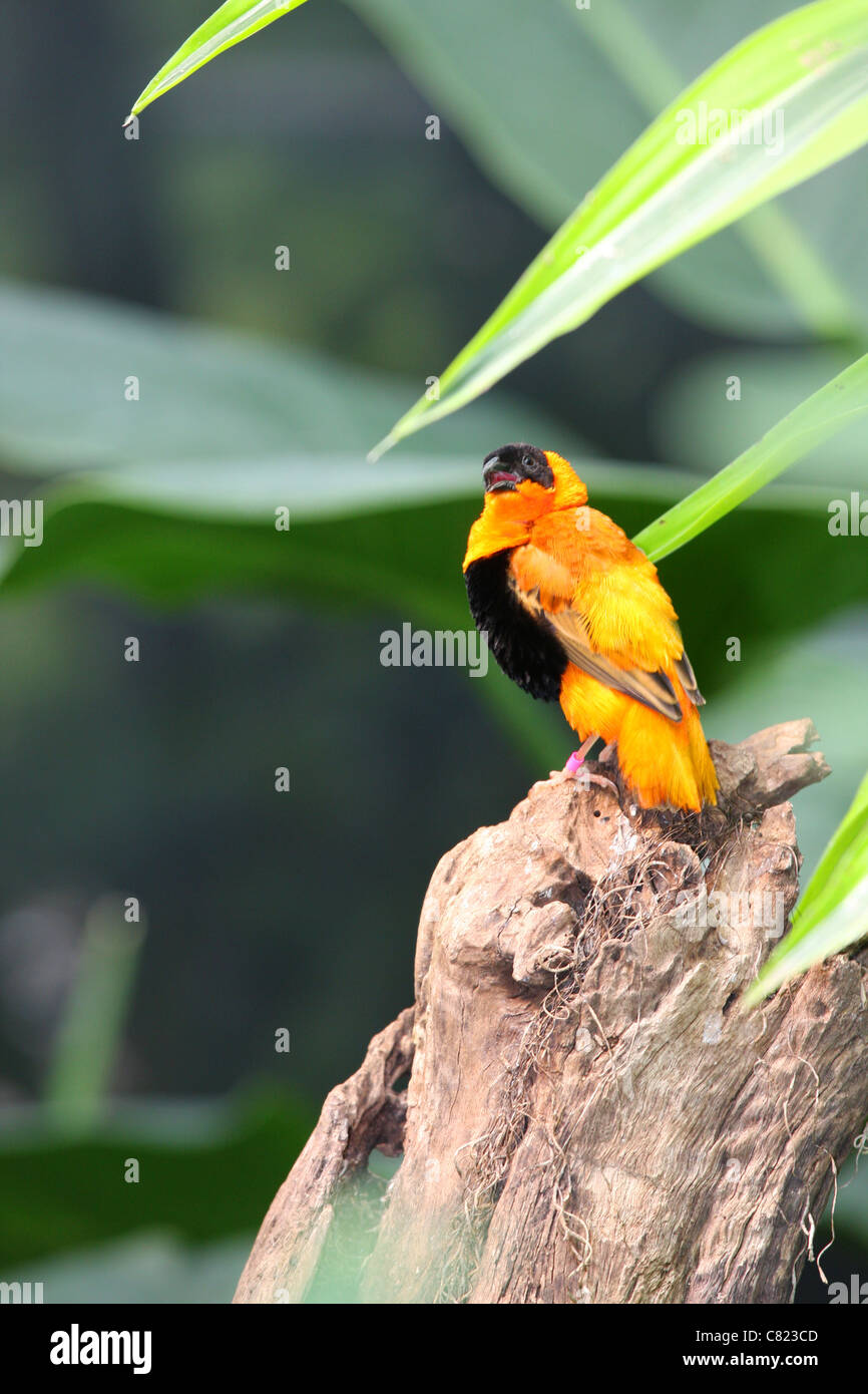 A brightly colored bird perched on a branch. Stock Photo