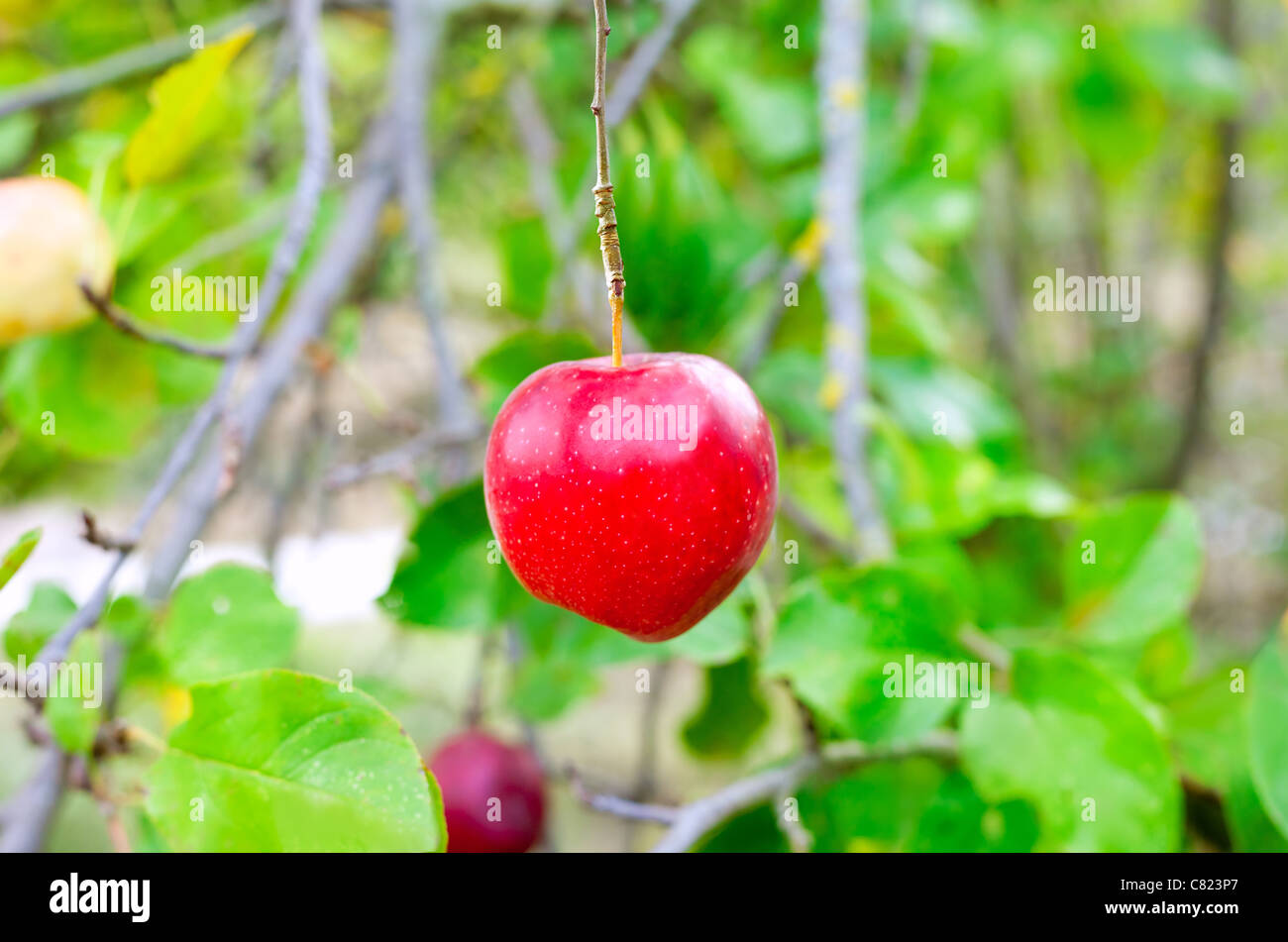 Apple red hanging from tree branch in farm field Stock Photo - Alamy