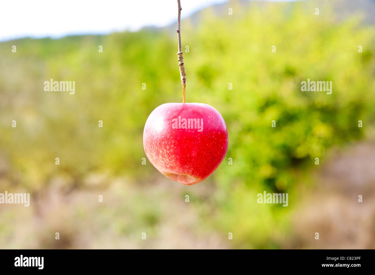 Apple red hanging from tree branch in farm field Stock Photo - Alamy