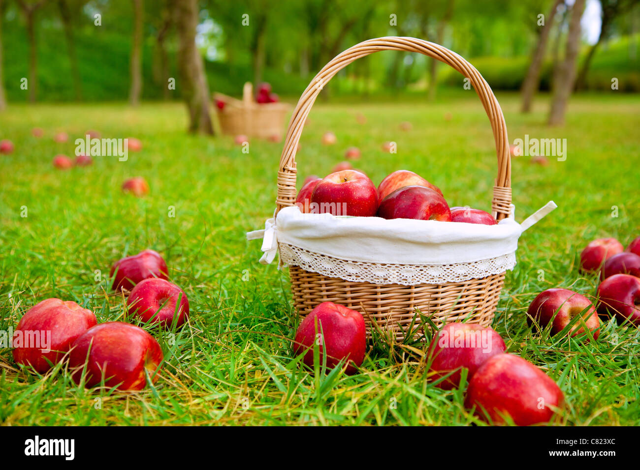Яблоки амброзия. Яблоки на траве. Корзина с яблоками в саду. Яблоки на траве фото. Корзинка на траве.