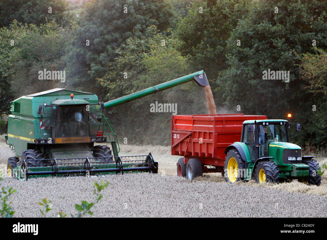 The combine harvester decharge the wheat in the trailer of the tractor Stock Photo