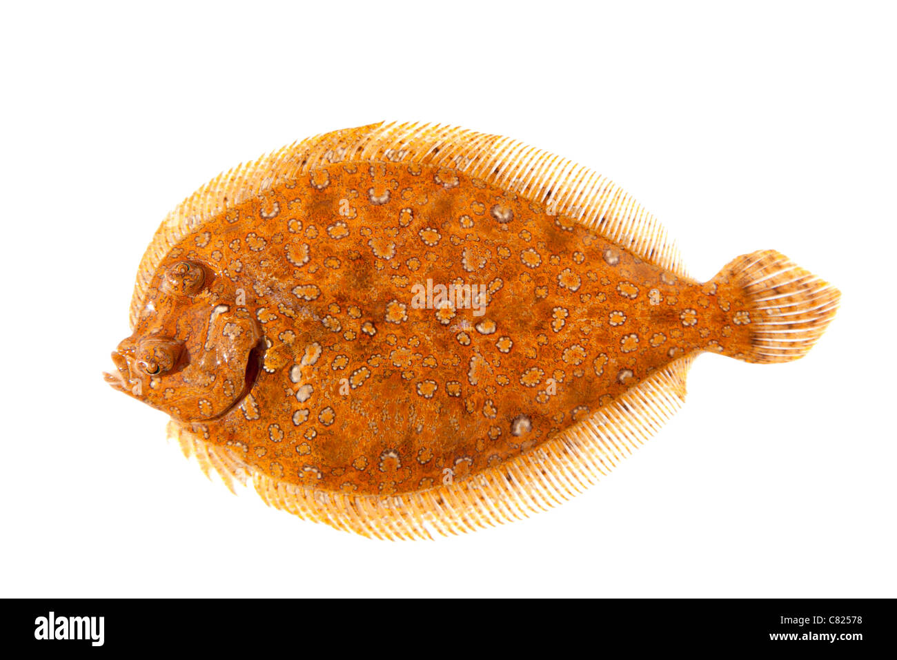 Trubot fish Psetta maxima isolated on white just after catch Stock Photo