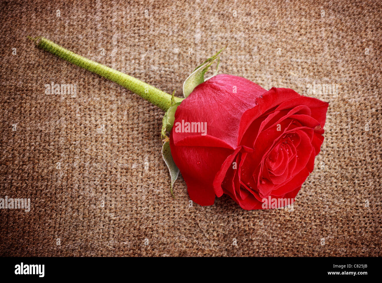 single bright red rose on old canvas Stock Photo - Alamy