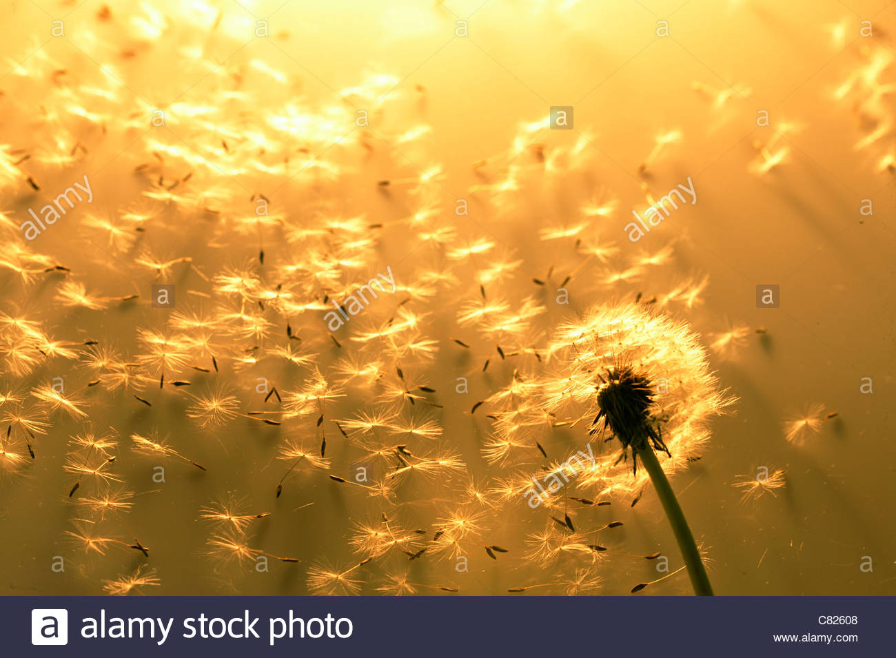Dandelion Blowing In The Wind Stock Photos & Dandelion Blowing In The