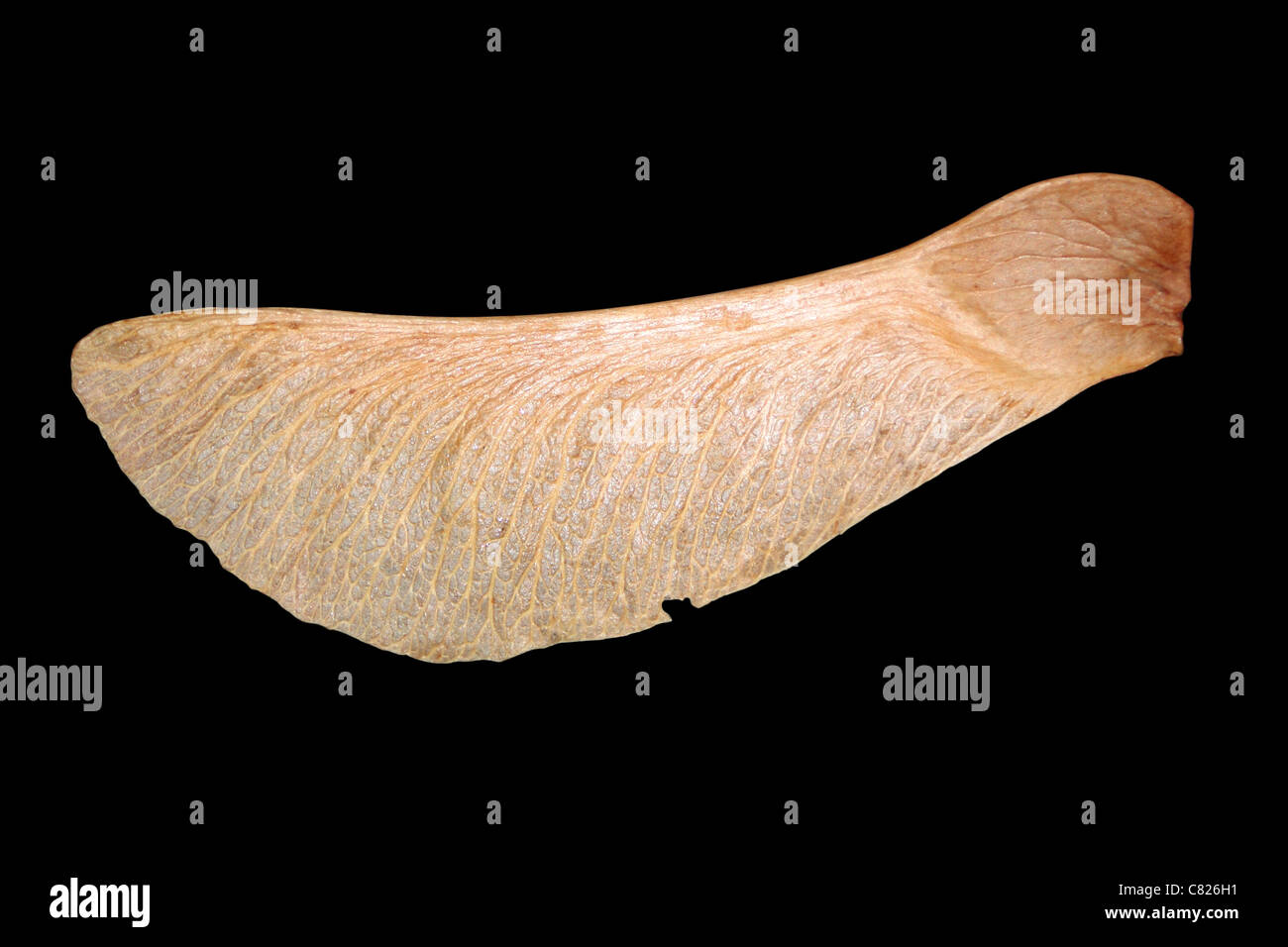 Maple Seed Static on black background Stock Photo