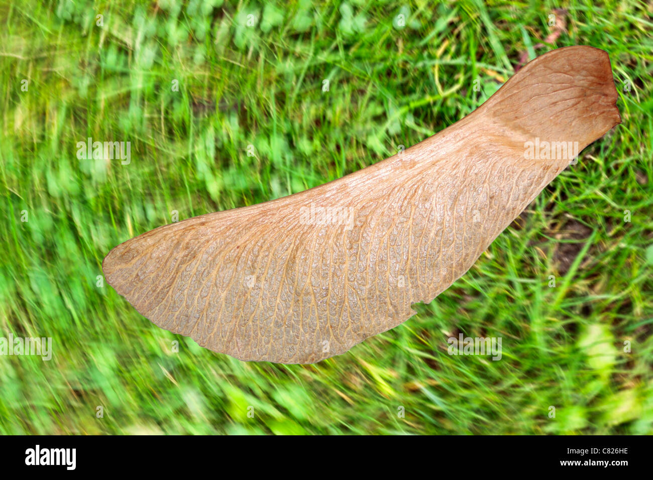 Maple Seed, Sycamore Seed appearing static against spinning background.  Flying sycamore seed.  Flying maple seed. Stock Photo