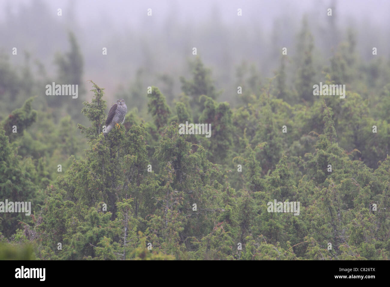 Goshawk (Accipiter gentilis) resting in juniper bush (Juniperus communis). Saaremaa island, Estonia Stock Photo