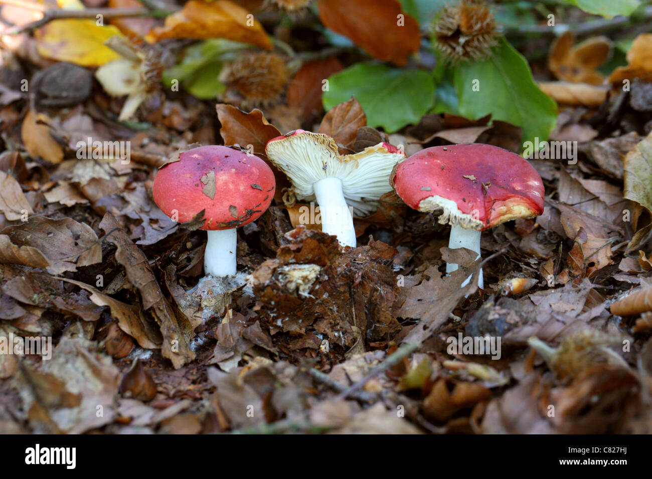 Beechwood Sickener, Russula nobilis, Russulaceae. Common Mushroom Found Under Beech Trees in Autumn. Stock Photo