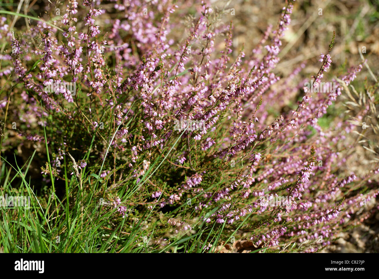 Common Heather or Ling, Calluna vulgaris, Ericaceae. Stock Photo