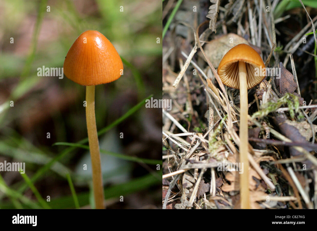 Conical Brittlestem, Psathyrella conopilus, Psathyrellaceae. Syn. Psathyrella subatrata. Two Image Composite Showing Cap & Gills Stock Photo
