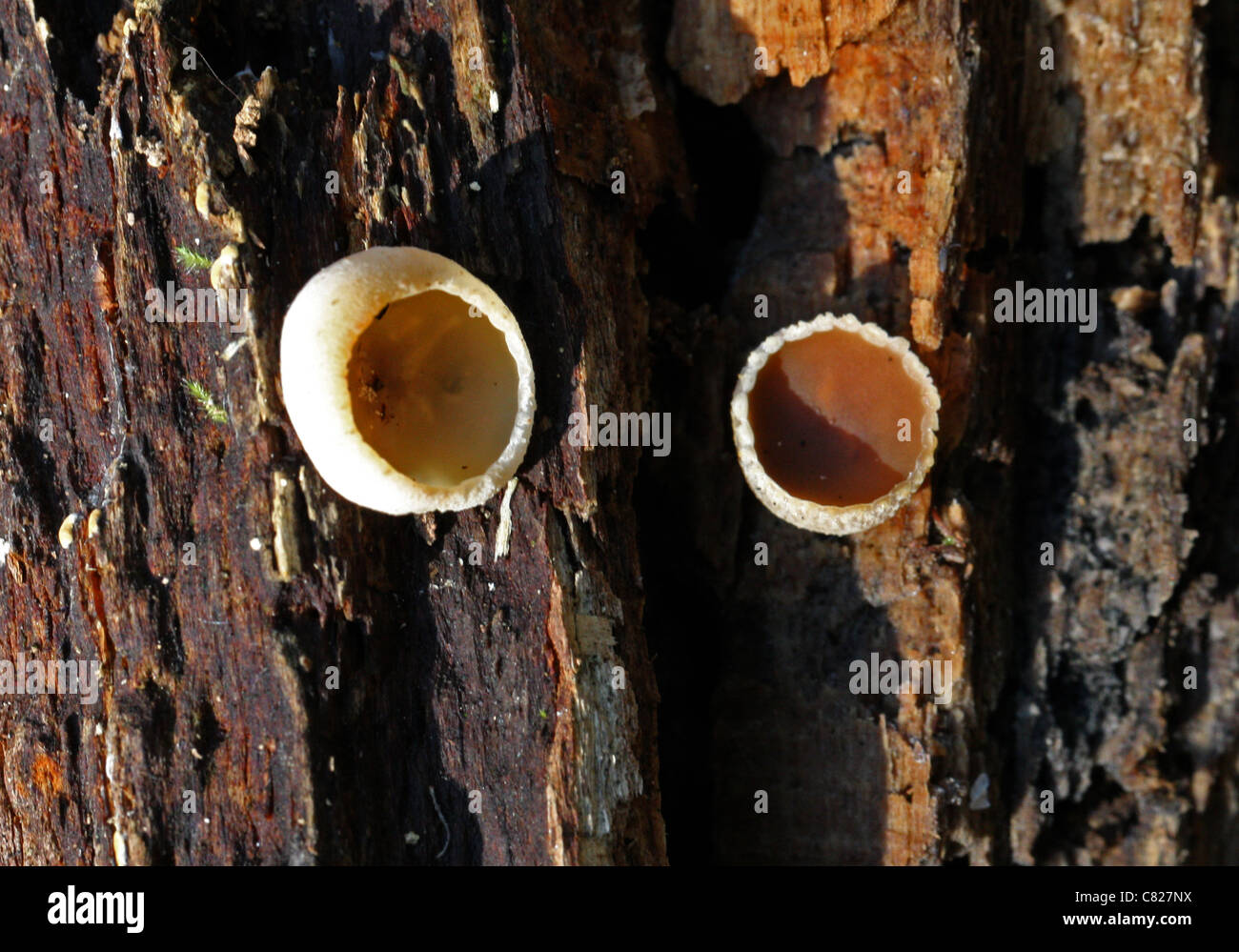 Cup Fungus, Peziza micropus, Pezizaceae. Stock Photo