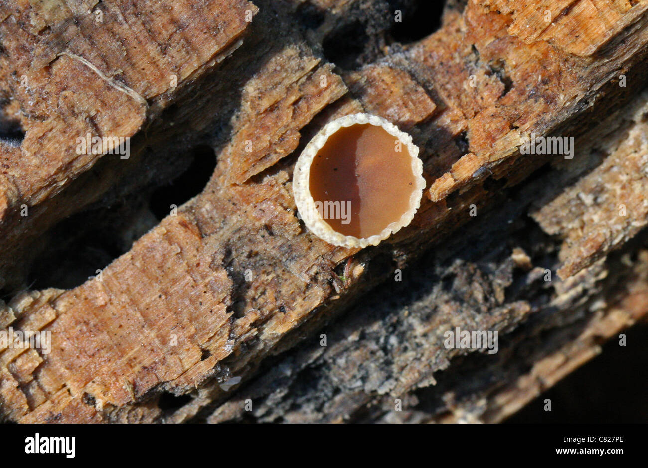 Cup Fungus, Peziza micropus, Pezizaceae. Stock Photo