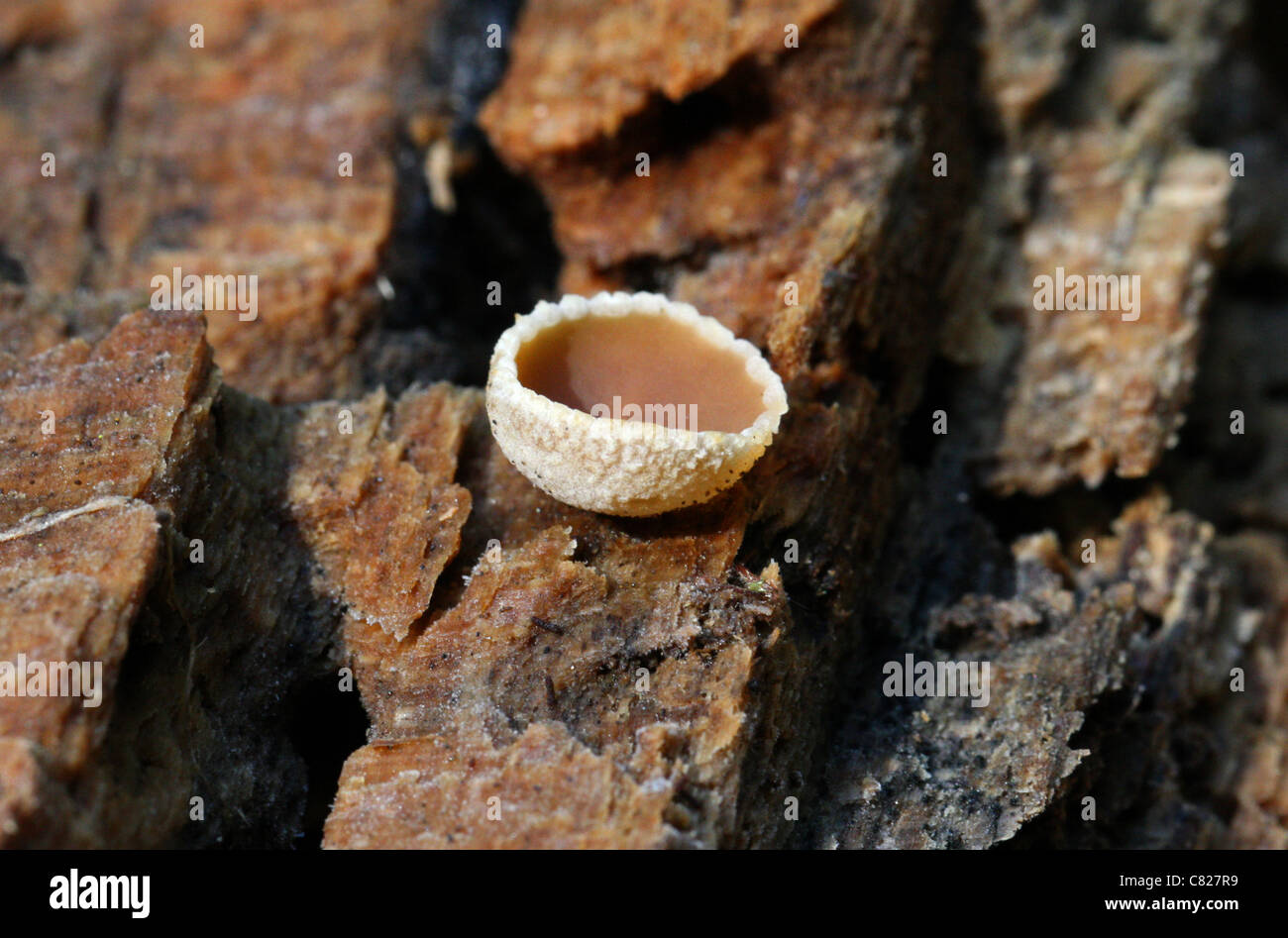 Cup Fungus, Peziza micropus, Pezizaceae. Stock Photo