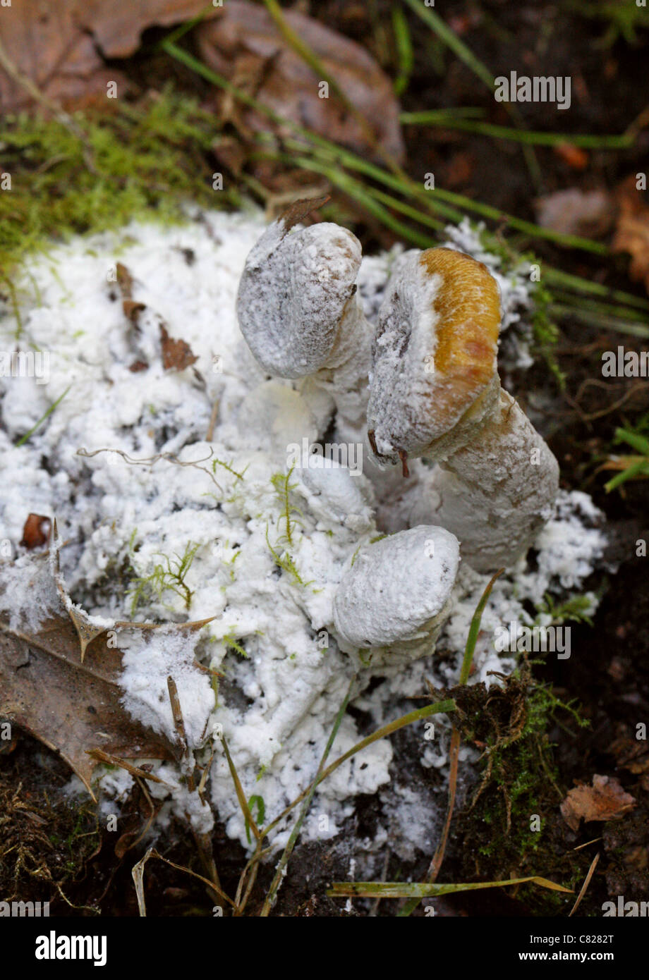 White Parasitic Mould Growing on Honey Fungus (Armillaria mellea). Possibly in the Hypocreaceae Family. Stock Photo