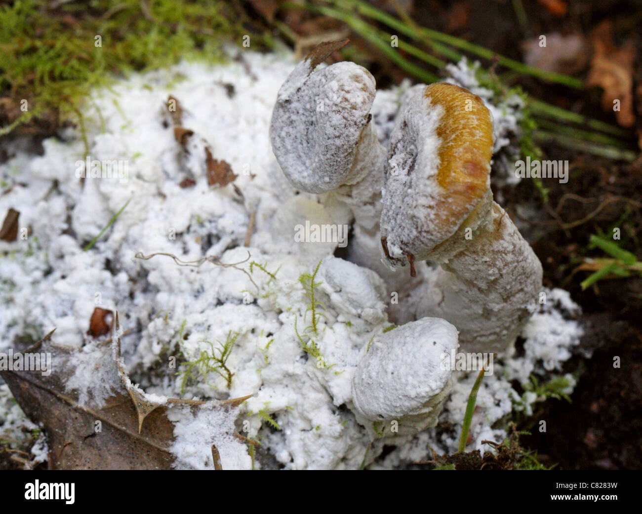 White Parasitic Mould Growing on Honey Fungus (Armillaria mellea). Possibly in the Hypocreaceae Family. Stock Photo