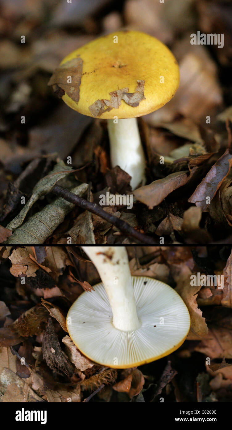 Ochre Brittlegill, Russula ochroleuca, Russulaceae. Common Woodland