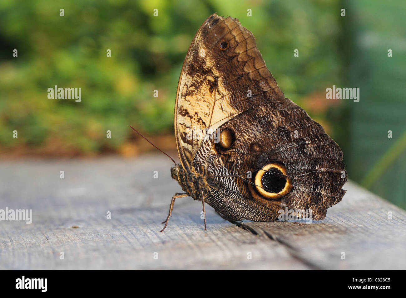 Owl Butterfly resting Stock Photo