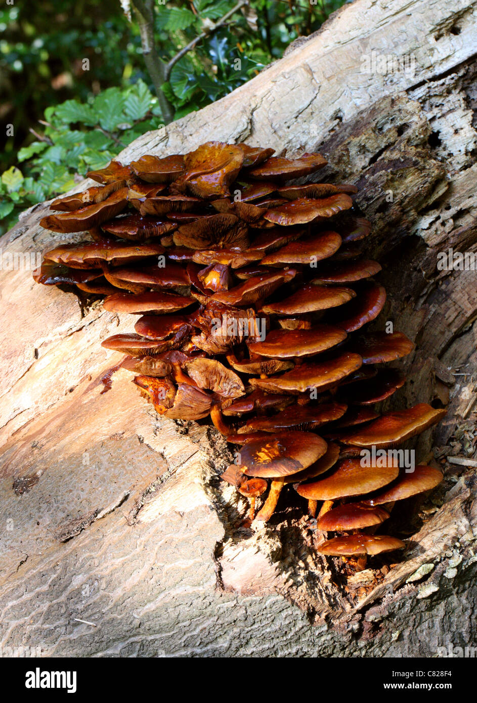 Ringless Honey Fungus, Armillaria tabescens, Physalacriaceae Stock ...