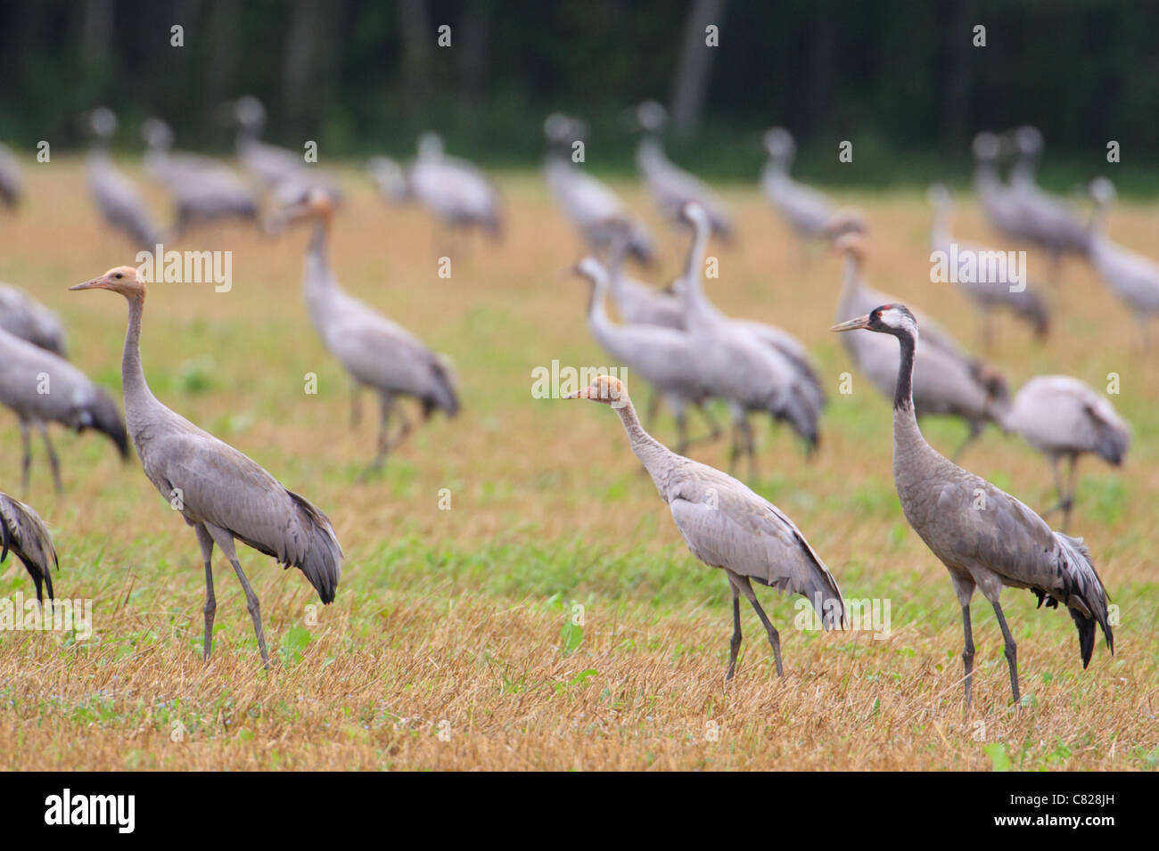 Flock of Common Cranes (Grus grus) on field looking for food. Estonia, autumn. Stock Photo