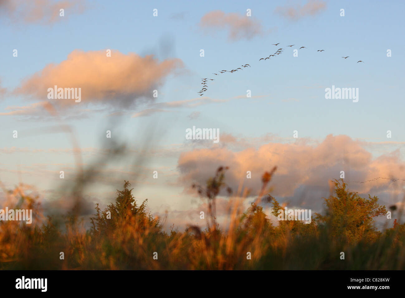 Group of Common Cranes (Grus grus) flying in V-shape at sunset. Europe Stock Photo