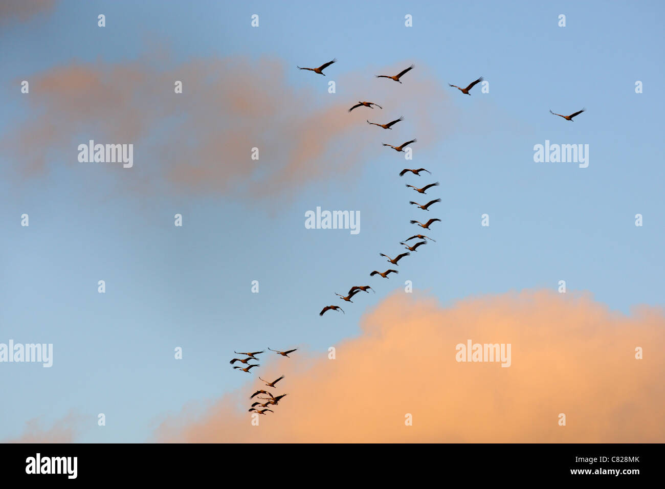 Flock of Common Cranes (Grus grus) flying in V-shape to the roosting place. Europe Stock Photo