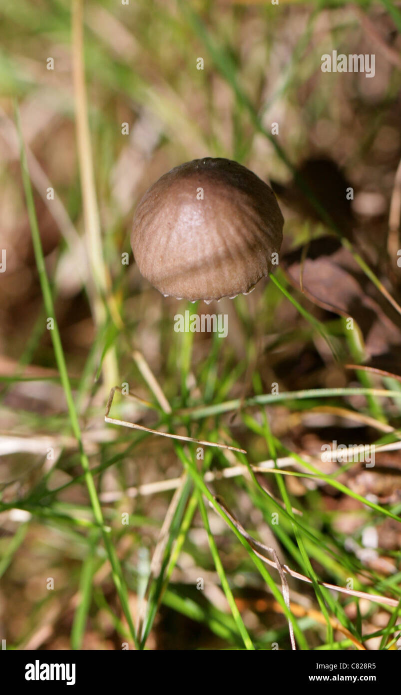 Turf Mottlegill, Panaeolus fimicola, Bolbitiaceae. Syn. Panaeolus ater. Stock Photo