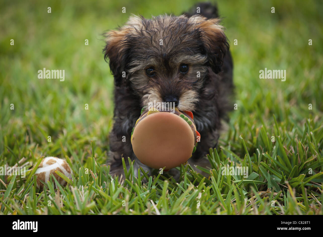 A schnoodle with a toy in his mouth. Stock Photo