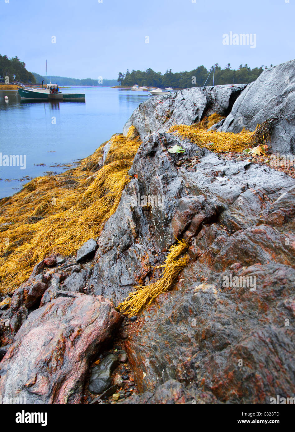 A view of rocks, seaweed and a boat in the distance Stock Photo
