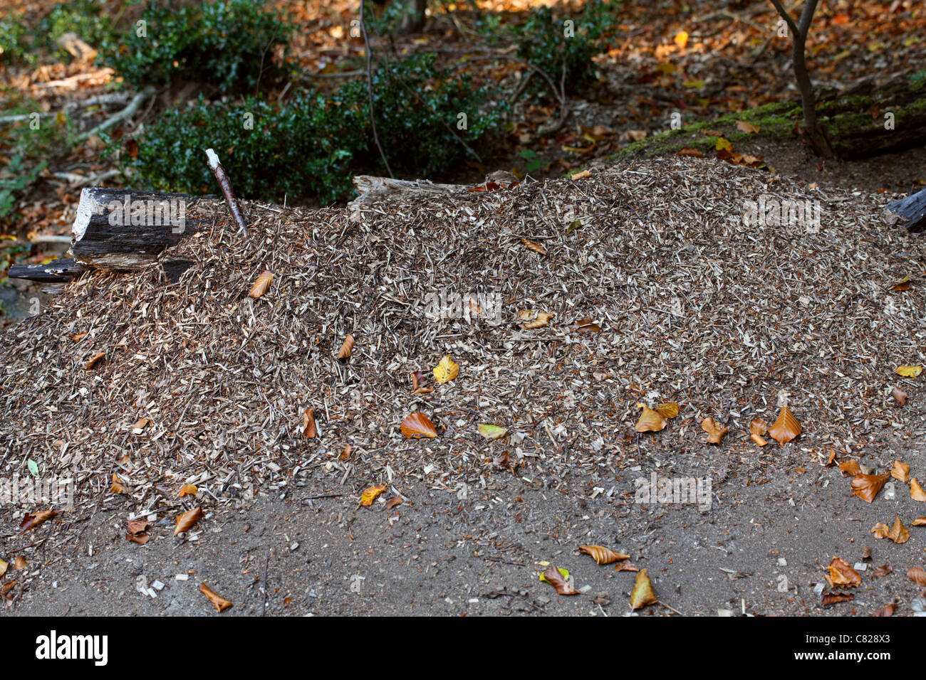 Wood Ant Nest, Formica rufa, Formicidae, Hymenoptera. Burnham Beeches